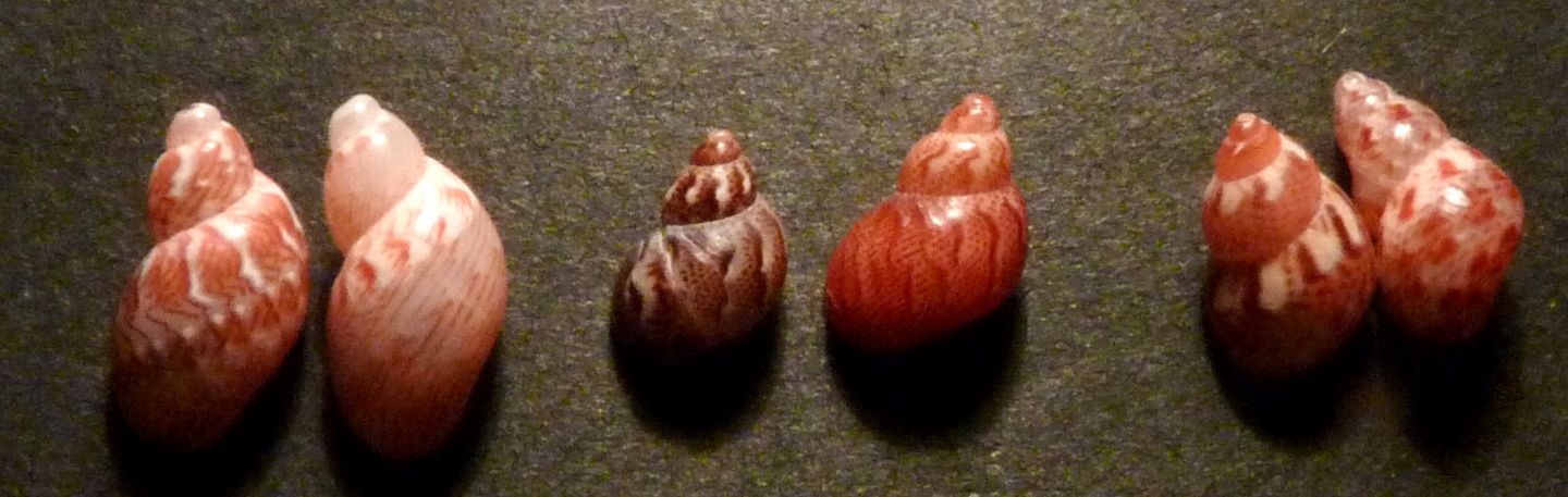 Phasianellidae Tricolie meravigliose.